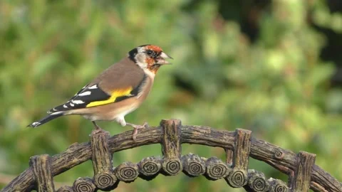 Goldfinch Bird Stock Footage 229757915