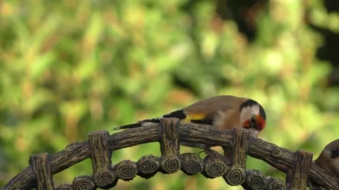 Goldfinch Bird Video stock 229757916