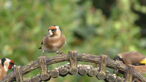 Goldfinch Bird 스톡 동영상 229757919