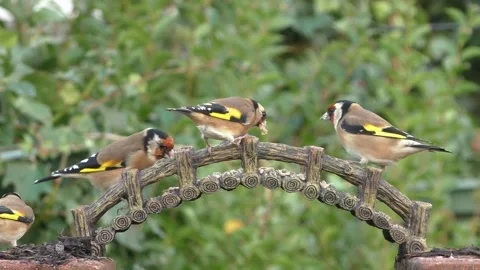 Goldfinch Bird Stock Footage 229757920