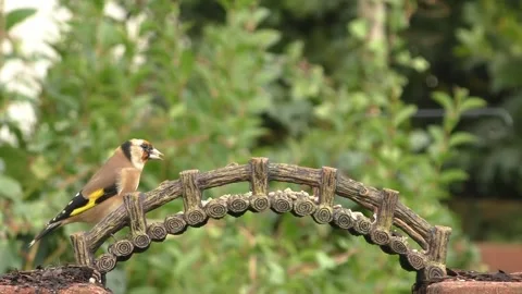 Goldfinch Bird Stock Footage 229757923