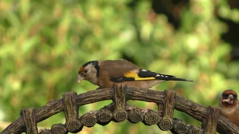 Goldfinch Bird Stock Footage 229757925