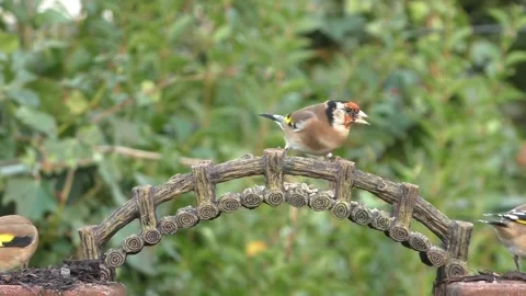 Goldfinch Bird Stock Footage 229757927