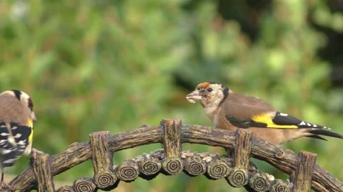 Goldfinch Bird Stock Footage 229757928