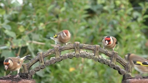 Goldfinch Bird Stock Footage 229757929