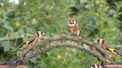 Goldfinch Bird Stock Footage 229757931