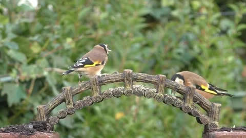 Goldfinch Bird Stock Footage 229757932