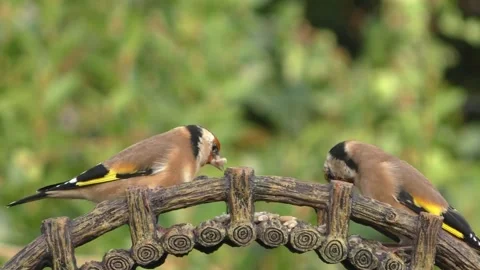 Goldfinch Bird Stock Footage 229757935