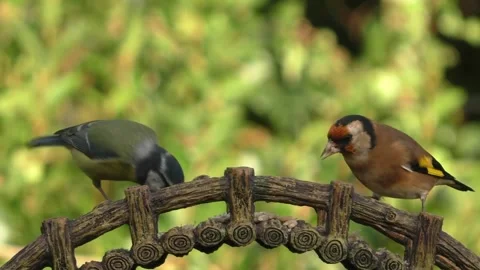 Goldfinch Bird Stock Footage 229757936
