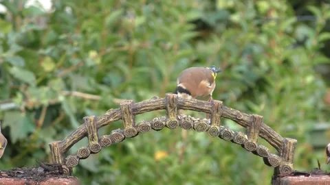 Goldfinch Bird Stock Footage 229757939