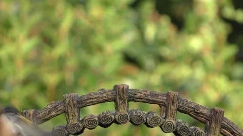 Goldfinch Bird Stock Footage 229757940