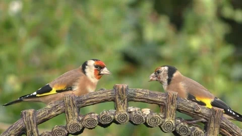 Goldfinch Bird Stock Footage 229757945