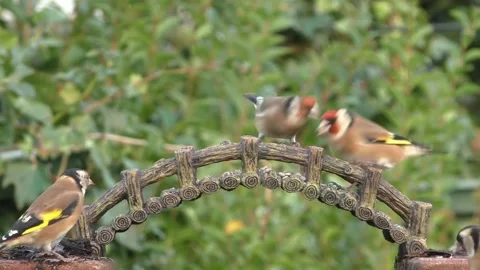 Goldfinch Bird 库存影片 229757946