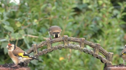 Goldfinch Bird Stock Footage 229757949