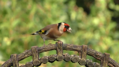 Goldfinch Bird Stock Footage 229757950