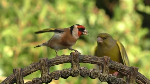 Goldfinch Bird Stock Footage 229757951