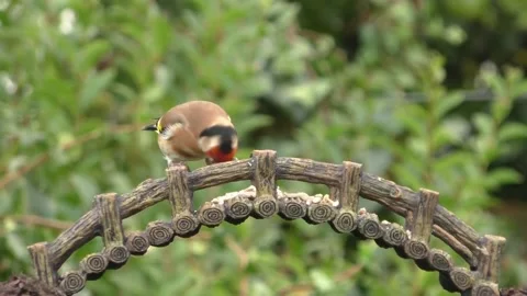 Goldfinch Bird Stock Footage 229757954