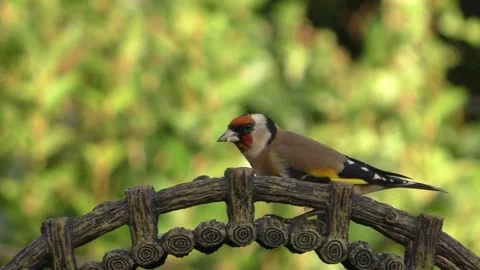 Goldfinch Bird Stock Footage 229757955