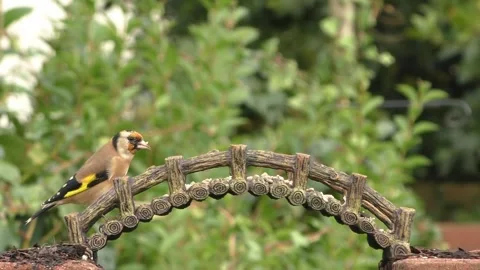Goldfinch Bird Stock Footage 229757958