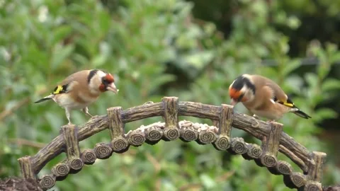 Goldfinch Bird Video stock 229757959