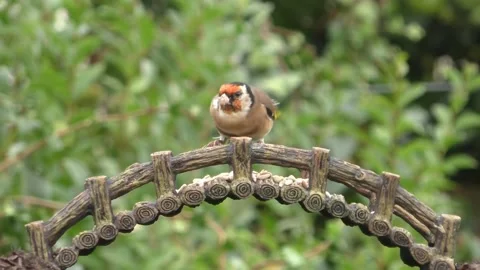 Goldfinch Bird Stock Footage 229757961