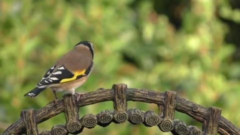 Goldfinch Bird Stock Footage 229757962