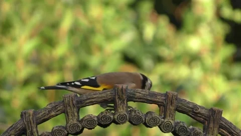 Goldfinch Bird Stock Footage 229757964