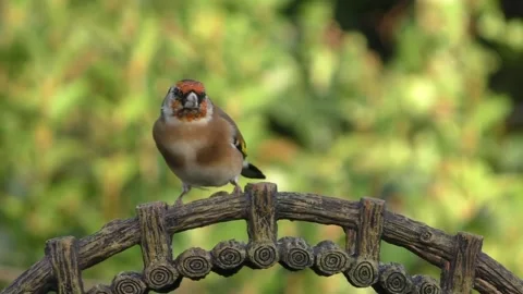Goldfinch Bird Stock Footage 229757976