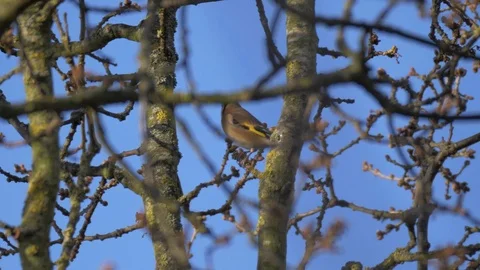 Goldfinch Bird in Nature Forest Stock Footage 111565713