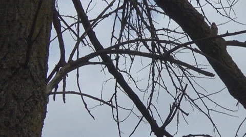 Goldfinch on a branch 스톡 동영상 49749119