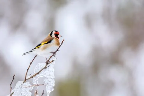 A goldfinch on a branch tree on a winter day Stock Photos
