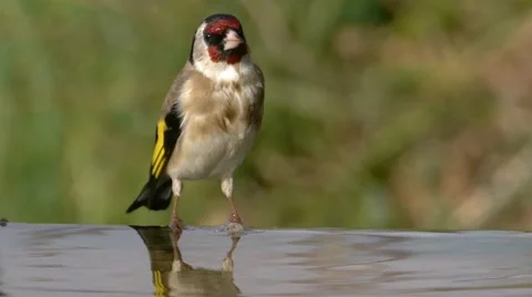 Goldfinch Drinking Water Stock Footage 45960981