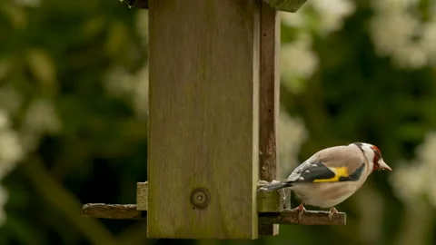 Gold Finch Wooden Bird newest Feeder