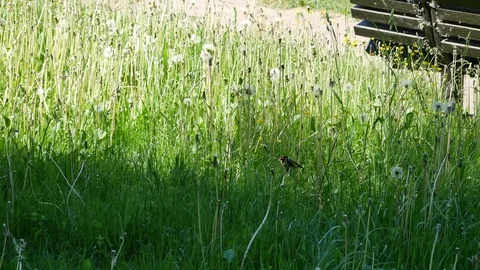 The goldfinch eats dandelion seeds. Stock-Footage 116791633