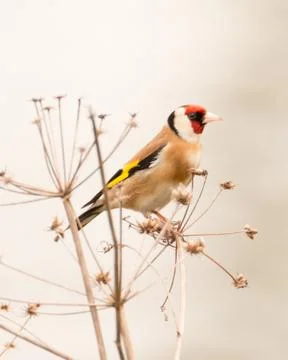 Goldfinch in evening light Stock Photos