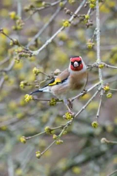 Goldfinch facing camera Stock Photos