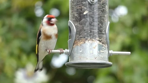 Goldfinch on feeder Stockbeeldmateriaal 280571604