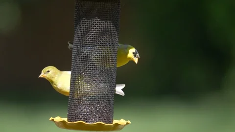 Goldfinch at a feeder is joined by a second goldfinch 4K Stock Footage 107051793