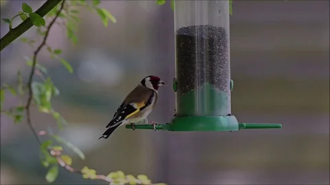 Goldfinch feeding Stock Footage 130128523
