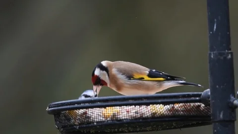 Goldfinch fighting off blue tit Stock Footage 121752927
