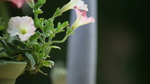 Goldfinch with flowers Stock Footage 5297879