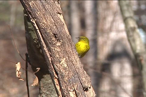 Goldfinch Stockbeeldmateriaal 1100896