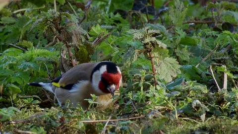 Goldfinch Stock Footage 74136889