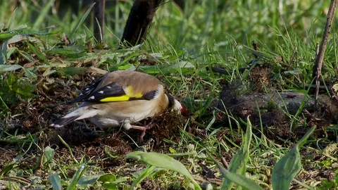 Goldfinch Stock Footage 74137020