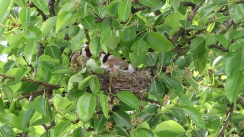 Goldfinch Stock Footage 132092661