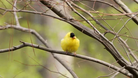 Goldfinch Stockbeeldmateriaal 173832825