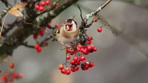 Goldfinch J4695 Stock Footage 98646936