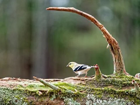 Goldfinch on Log Stock Photos