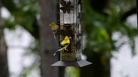 Goldfinch pair eating at feeder. Stock-Footage 71135628