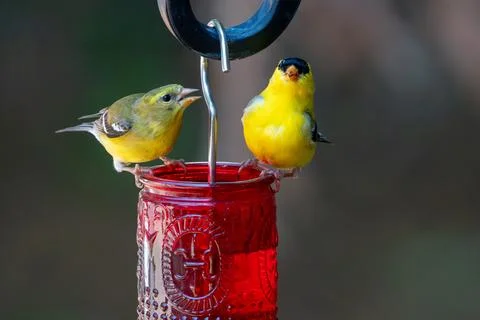 Goldfinch Pair 库存照片